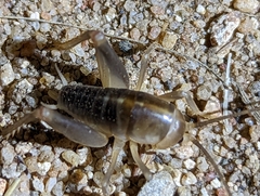 Ceuthophilus hesperus