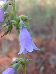 Campanula bononiensis