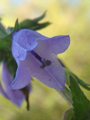 Campanula bononiensis