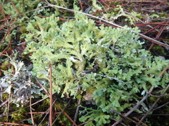 Cladonia foliacea