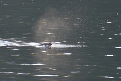 Otariidae