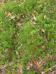 Asparagus aethiopicus