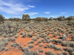 Eucalyptus wyolensis