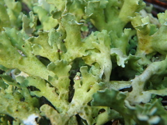 Cladonia foliacea