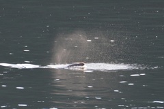 Otariidae