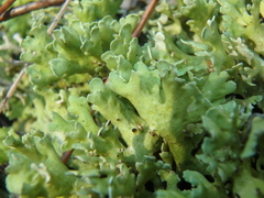 Cladonia foliacea