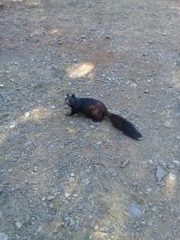 Otospermophilus variegatus couchii