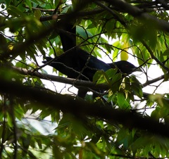 Eudynamys scolopaceus