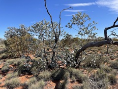 Eucalyptus wyolensis