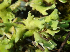 Cladonia foliacea