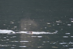 Otariidae