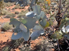 Eucalyptus wyolensis