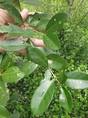 Cyclophyllum coprosmoides
