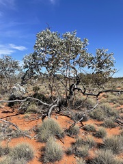 Eucalyptus wyolensis