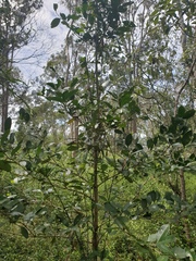 Cyclophyllum coprosmoides