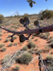 Eucalyptus wyolensis