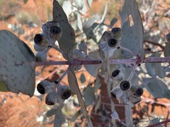 Eucalyptus wyolensis