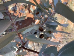 Eucalyptus wyolensis