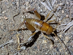 Ceuthophilus hesperus