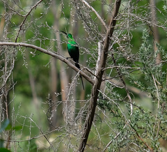 Nectarinia famosa famosa