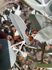 Eucalyptus wyolensis