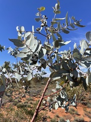 Eucalyptus wyolensis