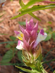 Melampyrum arvense