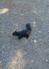 Otospermophilus variegatus couchii