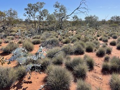 Eucalyptus wyolensis