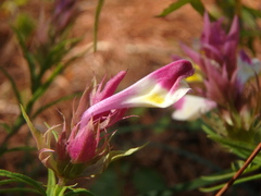 Melampyrum arvense