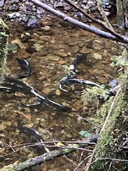 Oncorhynchus gorbuscha