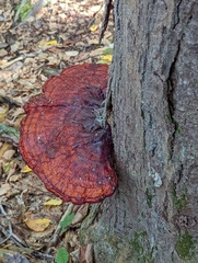 Fistulina hepatica