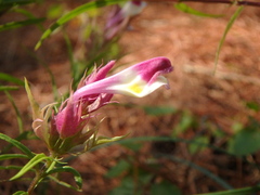 Melampyrum arvense
