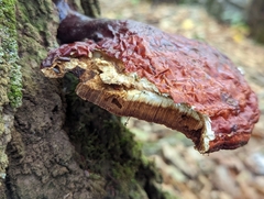 Fistulina hepatica