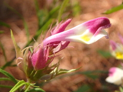 Melampyrum arvense
