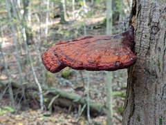 Fistulina hepatica
