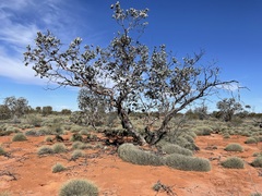 Eucalyptus wyolensis