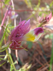 Melampyrum arvense