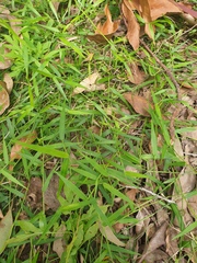 Ottochloa gracillima