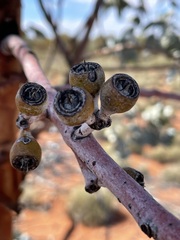 Eucalyptus wyolensis