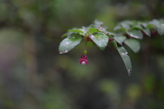 Fuchsia thymifolia