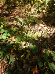 Silphiodaucus hispidus