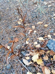 Epipactis atrorubens