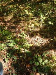 Silphiodaucus hispidus