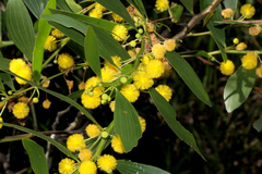 Acacia complanata