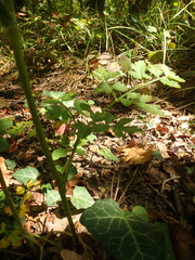 Silphiodaucus hispidus
