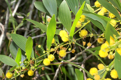 Acacia complanata