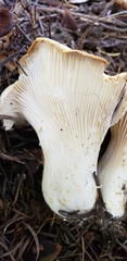Cantharellus subalbidus