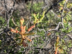Allenrolfea occidentalis