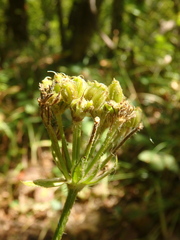 Silphiodaucus hispidus